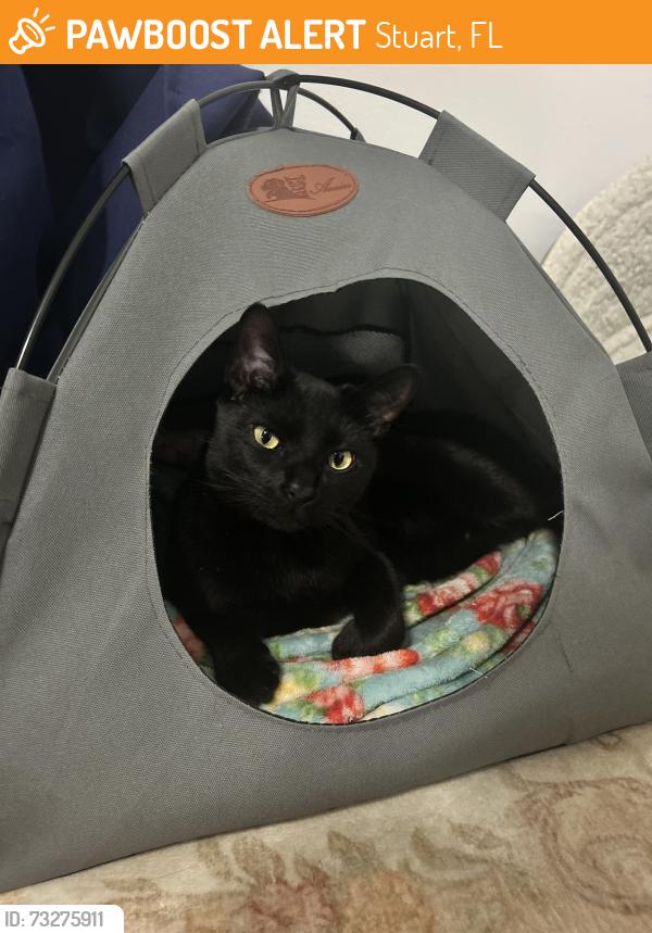 Found/Stray Female Cat last seen Beaver Street, Stuart, FL 34997