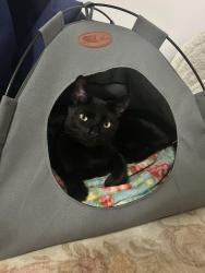 Found/Stray Female Cat last seen Beaver Street, Stuart, FL 34997
