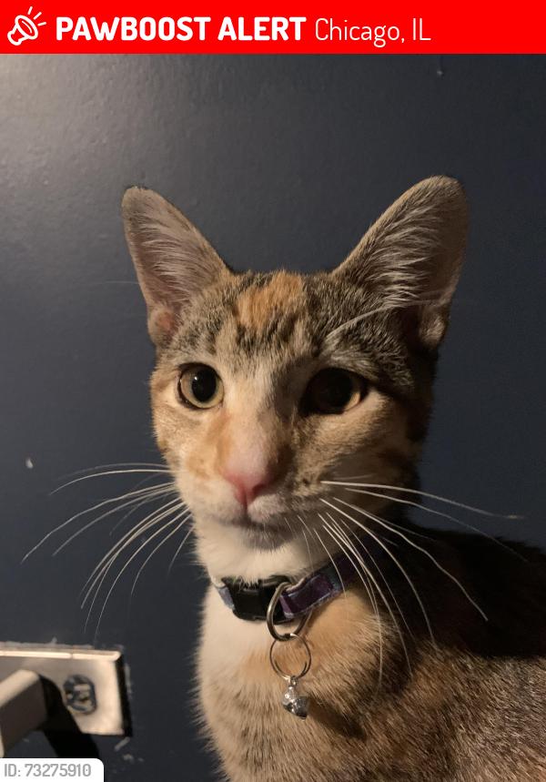 Lost Female Cat last seen The corner store, Chicago, IL 60609