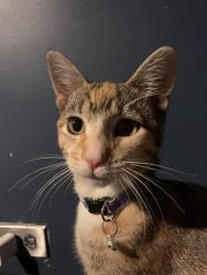 Lost Female Cat last seen The corner store, Chicago, IL 60609