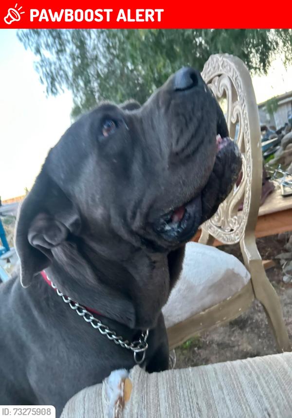 Lost Male Dog last seen Via corto, Desert Hot Springs, CA 92240