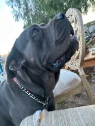 Lost Male Dog last seen Via corto, Desert Hot Springs, CA 92240