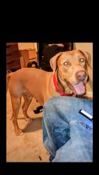 Lost Male Dog last seen 82-491 Ave 42, Indio, CA 92203 walmart, Indio, CA 92203