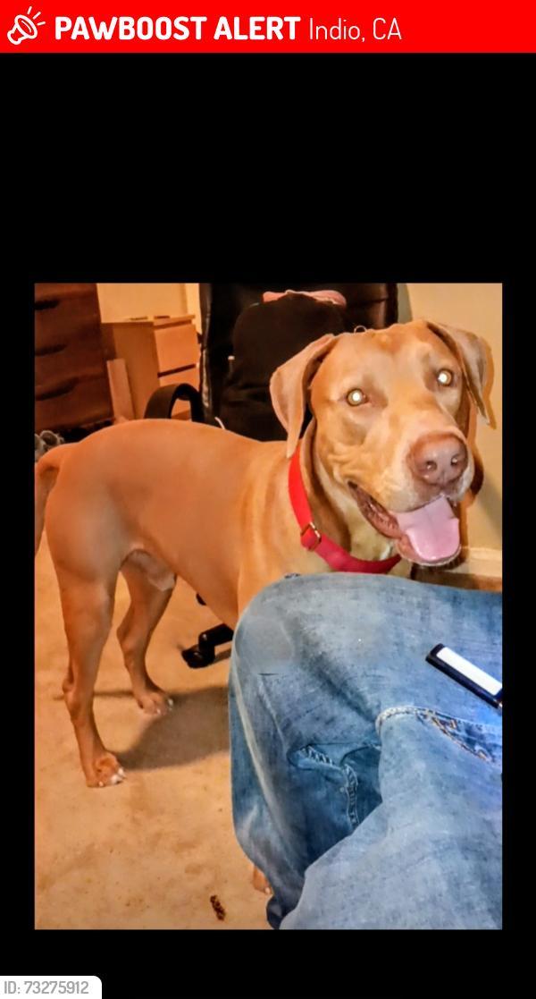 Lost Male Dog last seen 82-491 Ave 42, Indio, CA 92203 walmart, Indio, CA 92203