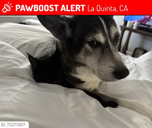 Lost Female Dog last seen Highland palms and Washington, La Quinta, CA 92253