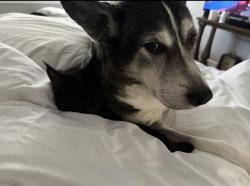 Lost Female Dog last seen Highland palms and Washington, La Quinta, CA 92253