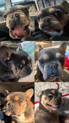 Lost Male Dog last seen Gallery Drive / Portico, Riverbank, CA 95367