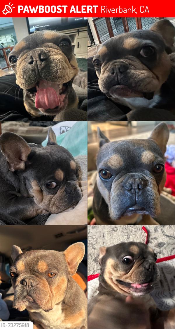 Lost Male Dog last seen Gallery Drive / Portico, Riverbank, CA 95367