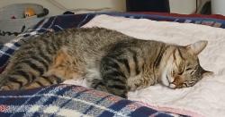 Lost Male Cat last seen River Rd & La Canada, Tucson, AZ 85704