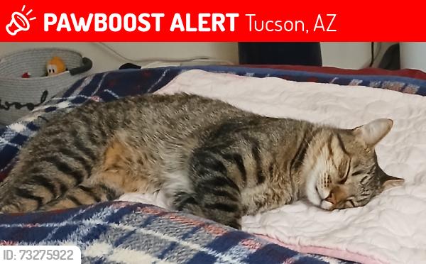 Lost Male Cat last seen River Rd & La Canada, Tucson, AZ 85704