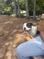 Lost Male Dog last seen Racetrack, Lawrenceville, GA 30045