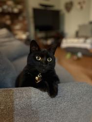 Lost Female Cat last seen Wasatch Dr, Anaheim, CA 92807