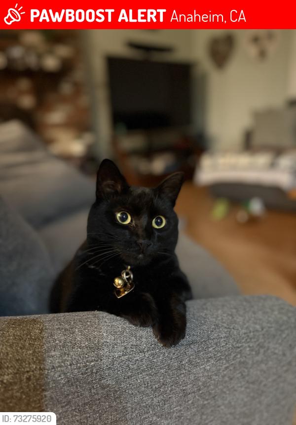 Lost Female Cat last seen Wasatch Dr, Anaheim, CA 92807