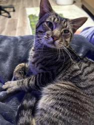 Found/Stray Male Cat last seen Italian Colors Restaurant in Oakland’s Montclair Village, Oakland, CA 94611