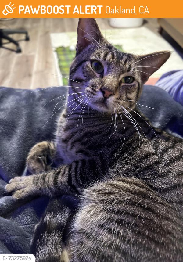 Found/Stray Male Cat last seen Italian Colors Restaurant in Oakland’s Montclair Village, Oakland, CA 94611