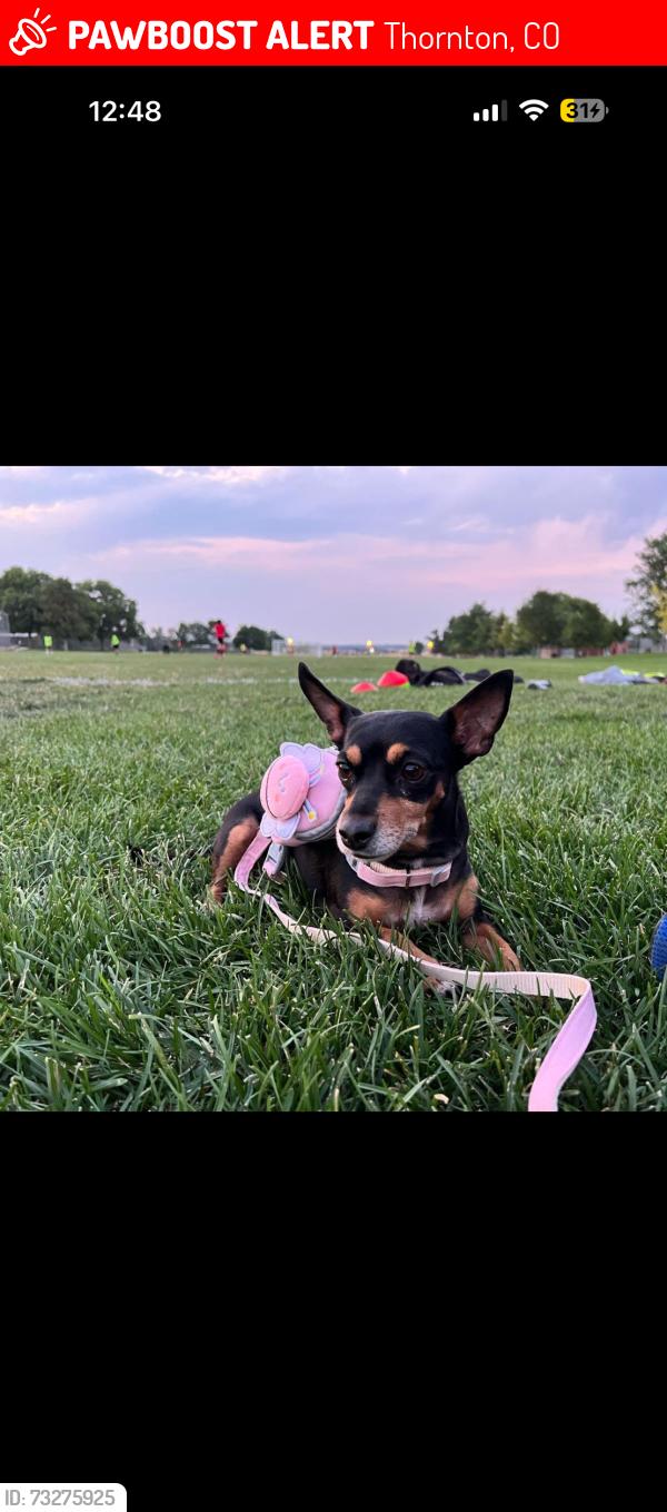 Lost Female Dog last seen Walton health park Thornton co, Thornton, CO 80233