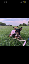 Lost Female Dog last seen Walton health park Thornton co, Thornton, CO 80233