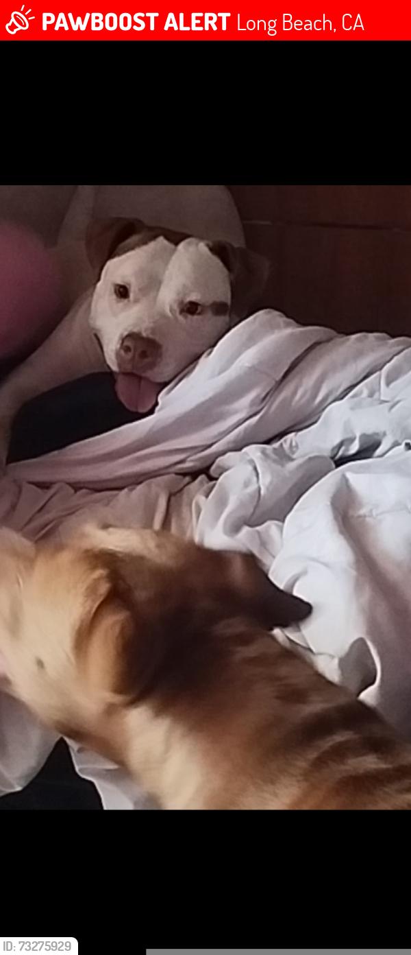 Lost Female Dog last seen Chevron gas station on pch, Long Beach, CA 90810