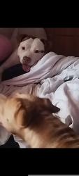 Lost Female Dog last seen Chevron gas station on pch, Long Beach, CA 90810