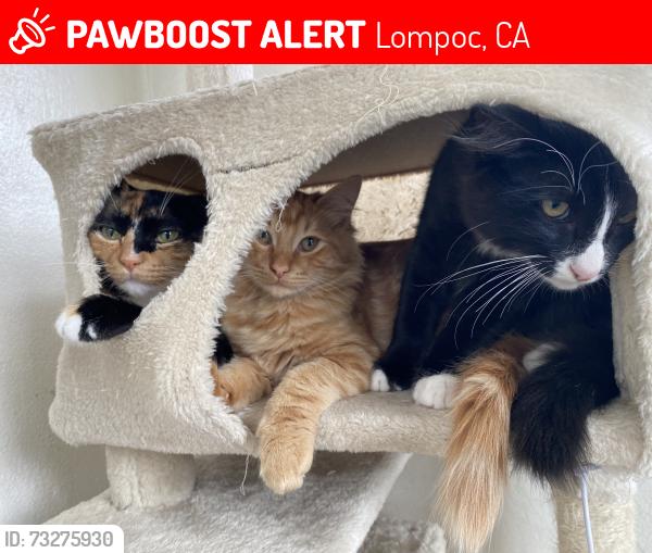 Lost Male Cat last seen South F street, Lompoc, CA 93436