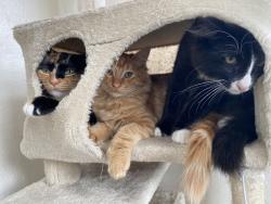 Lost Male Cat last seen South F street, Lompoc, CA 93436