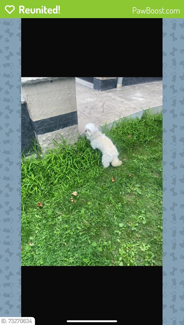 Reunited Unknown Dog last seen Cajun Crescent and Loyalist Drive, Mississauga, ON 