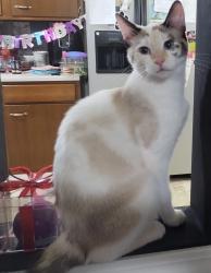 Lost Female Cat last seen Manchester rd near fountin square apmts behind speedway, Akron, OH 44319
