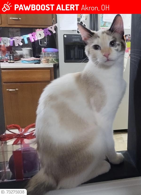 Lost Female Cat last seen Manchester rd near fountin square apmts behind speedway, Akron, OH 44319