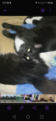 Lost Male Cat last seen Bayside Road, Columbia, SC 29212