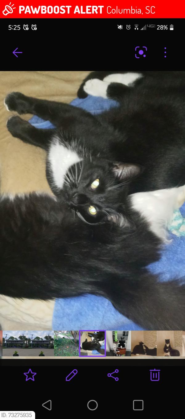 Lost Male Cat last seen Bayside Road, Columbia, SC 29212