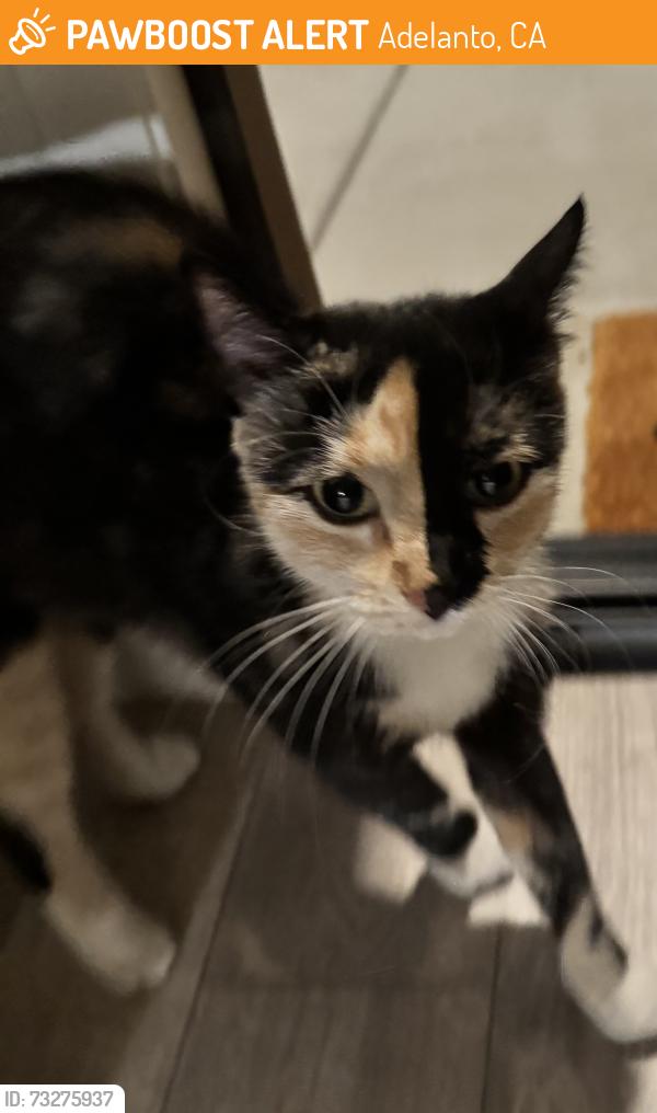 Found/Stray Unknown Cat last seen Steven Rd & Vanessa Ct, Adelanto, CA 92301