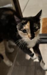 Found/Stray Unknown Cat last seen Steven Rd & Vanessa Ct, Adelanto, CA 92301