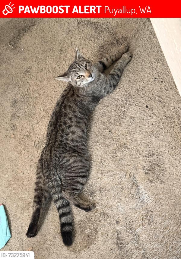 Lost Male Cat last seen 112th Ave ct E and 189th st ct e Puyallup Washington, Puyallup, WA 98374