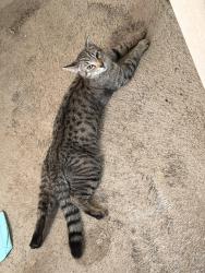 Lost Male Cat last seen 112th Ave ct E and 189th st ct e Puyallup Washington, Puyallup, WA 98374