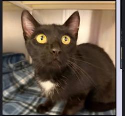 Lost Female Cat last seen 108th and Countryside Dr and Simms, Westminster, CO 80021