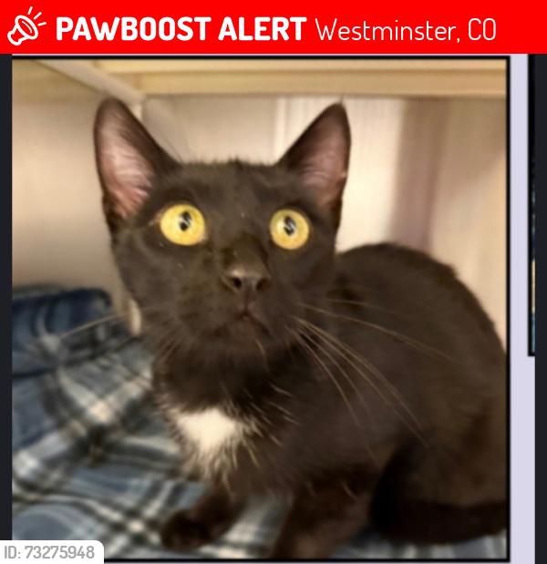 Lost Female Cat last seen 108th and Countryside Dr and Simms, Westminster, CO 80021