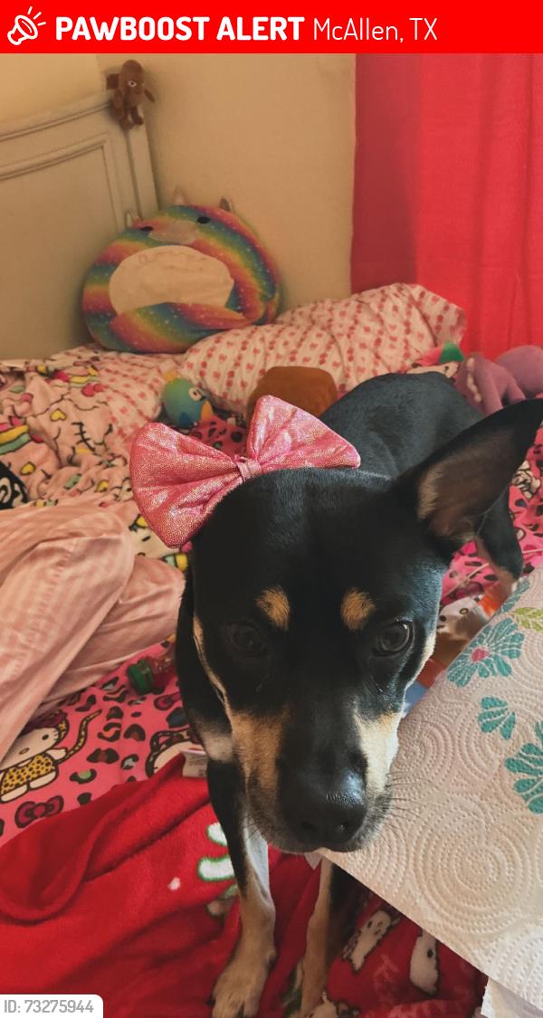 Lost Male Dog last seen nolana ave, McAllen, TX 78501