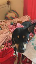 Lost Male Dog last seen nolana ave, McAllen, TX 78501