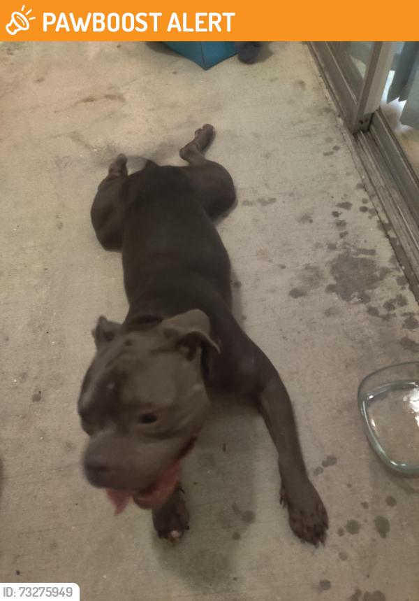 Found/Stray Male Dog last seen Near Orange Drive, Altamonte Springs Florida, Altamonte Springs, FL 32701
