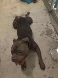 Found/Stray Male Dog last seen Near Orange Drive, Altamonte Springs Florida, Altamonte Springs, FL 32701