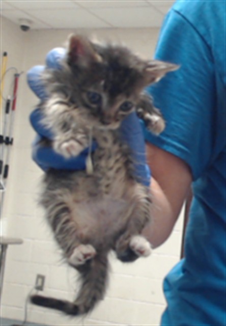Shelter Stray Female Cat last seen Near BLOCK YARBOROUGH RD, HOPE MILLS NC 28348, 4704 Corporation Dr, Fayetteville, NC 28306, USA