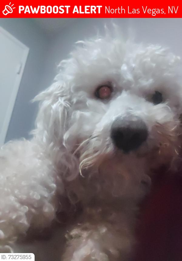 Lost Male Dog last seen Judson Avenue, North Las Vegas, NV 89030