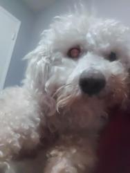 Lost Male Dog last seen Judson Avenue, North Las Vegas, NV 89030