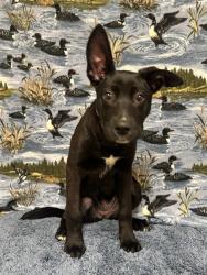 Shelter Stray Female Dog last seen , 38550 Sierra Hwy, Palmdale, CA 93550, USA