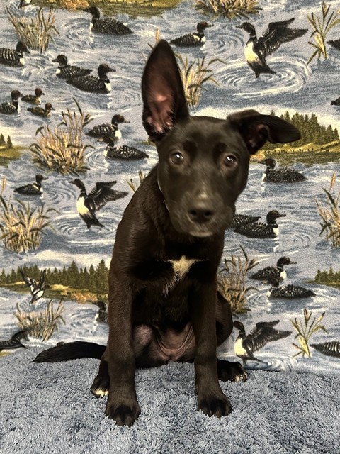 Shelter Stray Female Dog last seen , 38550 Sierra Hwy, Palmdale, CA 93550, USA