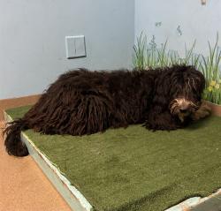 Shelter Stray Female Dog last seen , 38550 Sierra Hwy, Palmdale, CA 93550, USA
