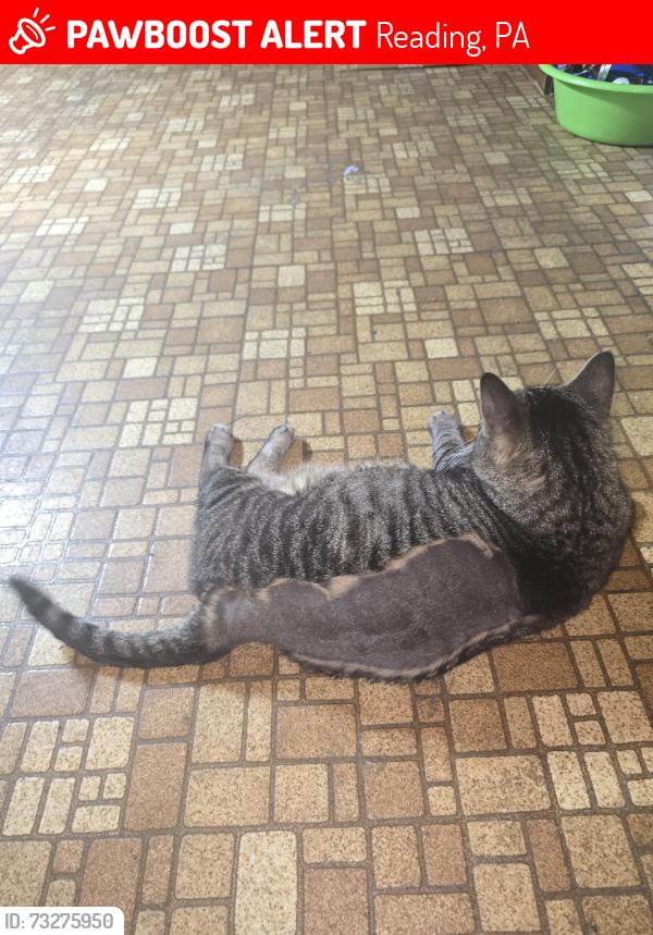 Lost Female Cat last seen Near 11 on Perkioman Ave in Reading, Pa, Reading, PA 19602
