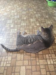 Lost Female Cat last seen Near 11 on Perkioman Ave in Reading, Pa, Reading, PA 19602