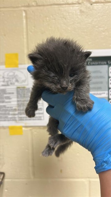Shelter Stray Male Cat last seen NORWOOD AVE & CARROLL AVE, 2127 Front St, Sacramento, CA 95818, USA