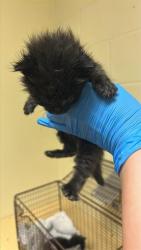 Shelter Stray Male Cat last seen NORWOOD AVE & CARROLL AVE,, 2127 Front St, Sacramento, CA 95818, USA